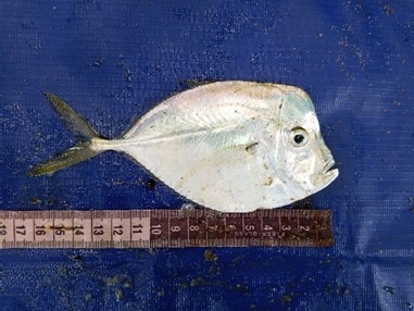 ภาพ ปลา dorsalis (Selene dorsalis)