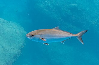 ภาพ ปลา dumerili (Seriola dumerili)