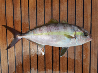 ภาพ ปลา fasciata (Seriola fasciata)