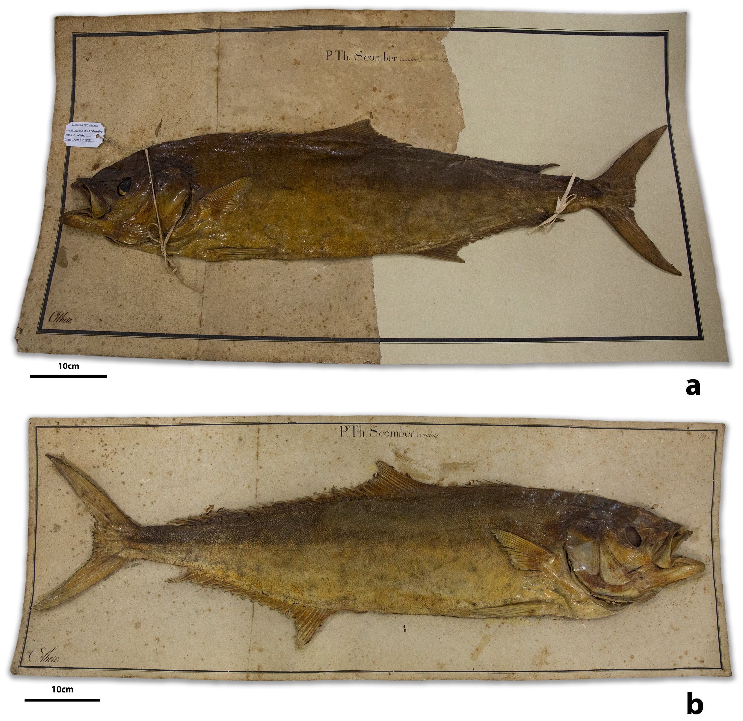 ภาพ ปลา lalandi (Seriola lalandi)