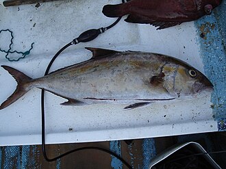 ภาพ ปลา peruana (Seriola peruana)