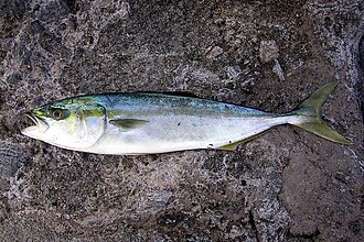 ภาพ ปลา quinqueradiata (Seriola quinqueradiata)