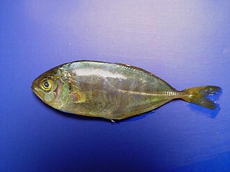 ภาพ ปลา zonata (Seriola zonata)