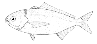ภาพ ปลา caerulea (Seriolella caerulea)