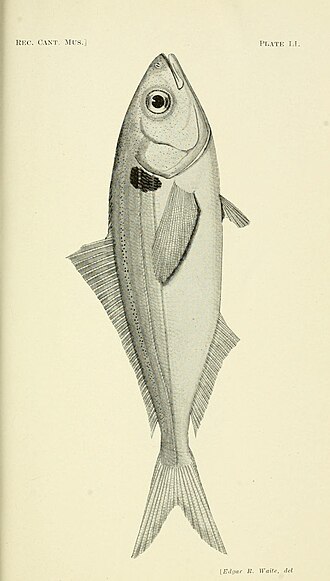 ภาพ ปลา punctata (Seriolella punctata)