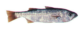 ภาพ ปลาจวด politus (Seriphus politus)