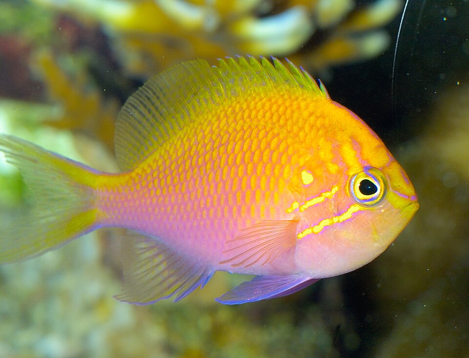 ภาพ ปลานางฟ้า latus (Serranocirrhitus latus)