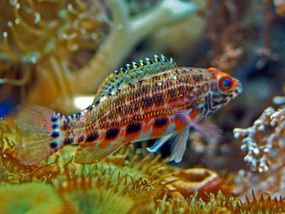 ภาพ ปลากะรังจิ๋ว baldwini (Serranus baldwini)
