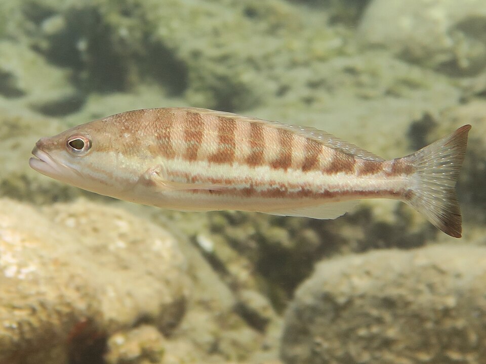 ภาพ ปลากะรังจิ๋ว cabrilla (Serranus cabrilla)