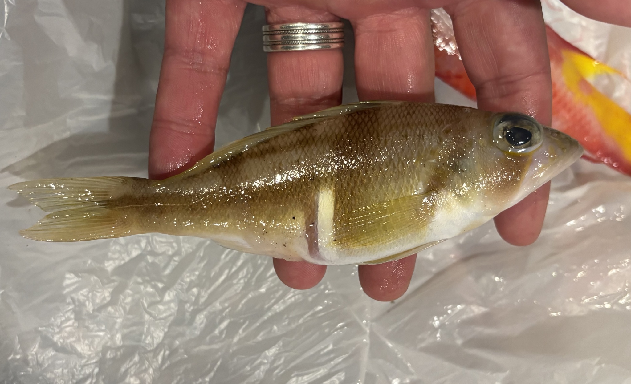 ภาพ ปลากะรังจิ๋ว phoebe (Serranus phoebe)