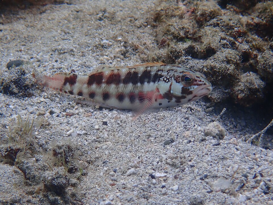 ภาพ ปลากะรังจิ๋วลายขวาง (Serranus psittacinus)