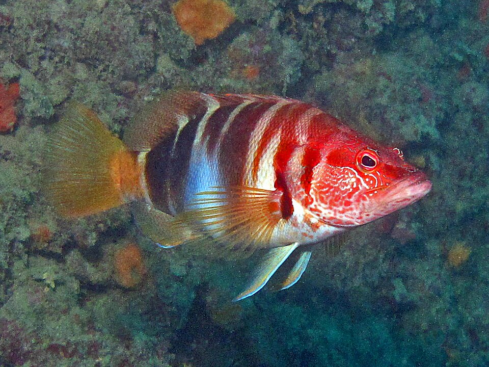 ภาพ ปลากะรังจิ๋ว scriba (Serranus scriba)