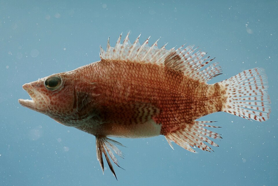 ภาพ ปลากะรังจิ๋ว subligarius (Serranus subligarius)