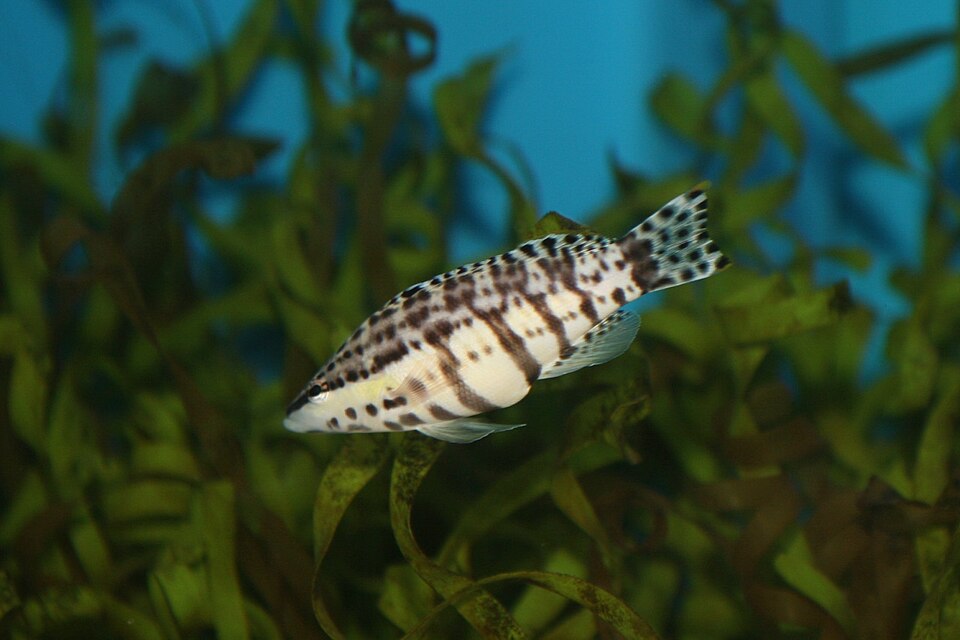 ภาพ ปลากะรังจิ๋วลายตัวตลก (Serranus tigrinus)