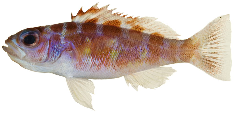 ภาพ ปลากะรังจิ๋ว tortugarum (Serranus tortugarum)