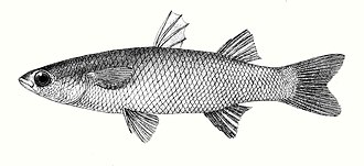 ภาพ ปลา hamiltonii (Sicamugil hamiltonii)