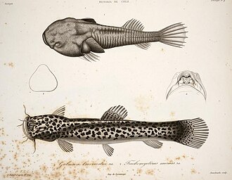 ภาพ ปลา brevirostris (Sicyases brevirostris)