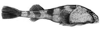 ภาพ ปลา sanguineus (Sicyases sanguineus)