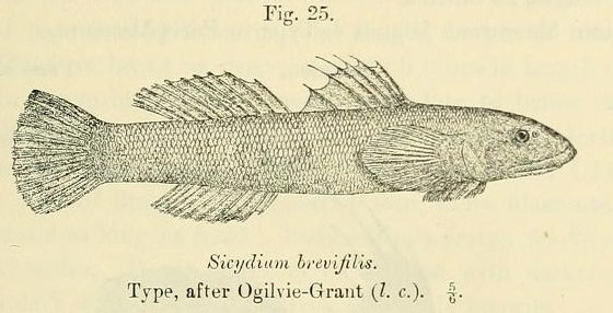 ภาพ ปลาบู่ brevifile (Sicydium brevifile)