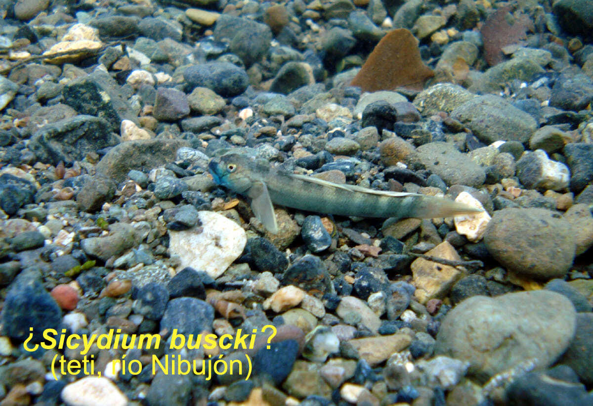 ภาพ ปลาบู่บู่ (Sicydium buscki)