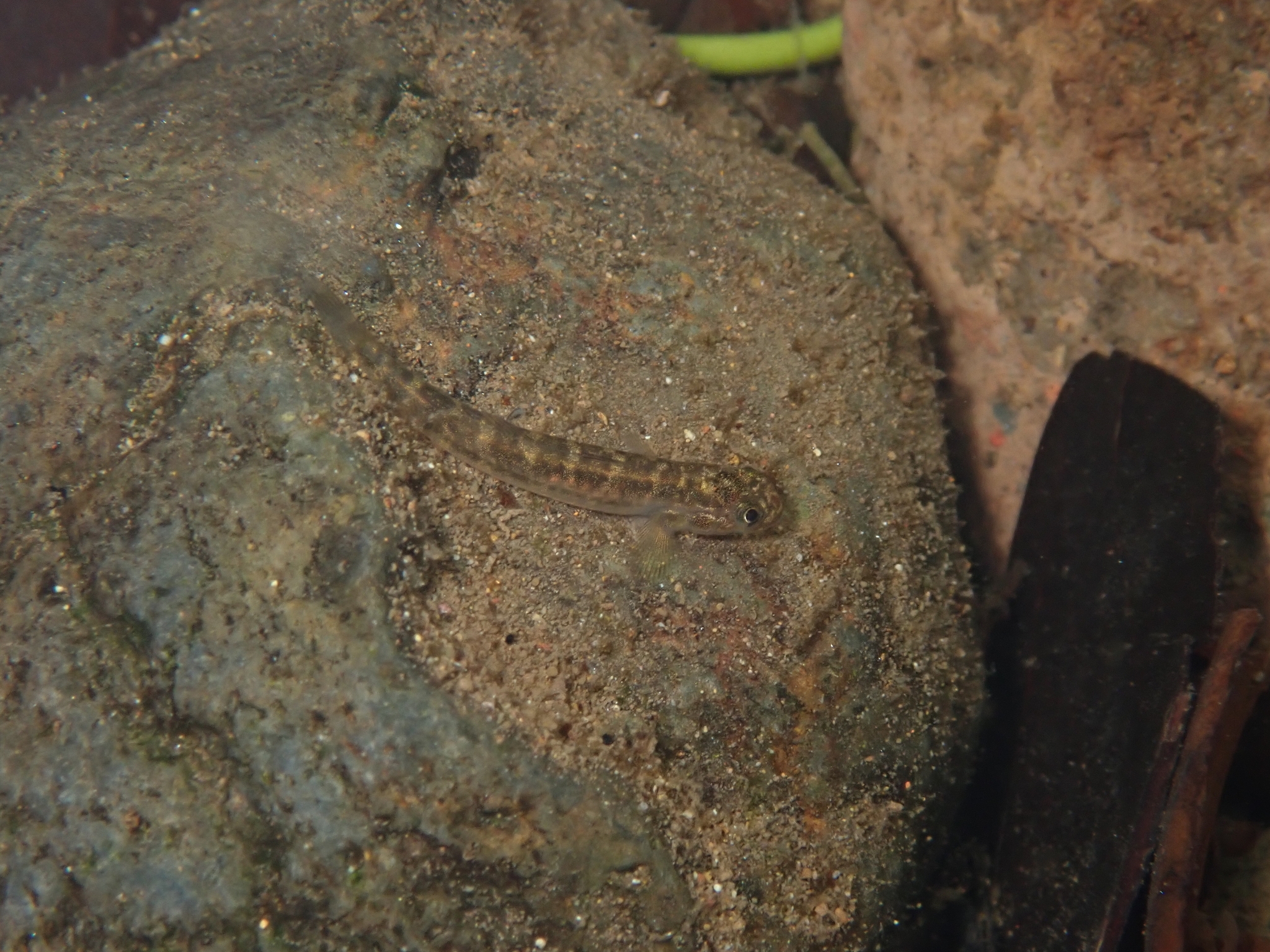 ภาพ ปลาบู่ cocoense (Sicydium cocoense)