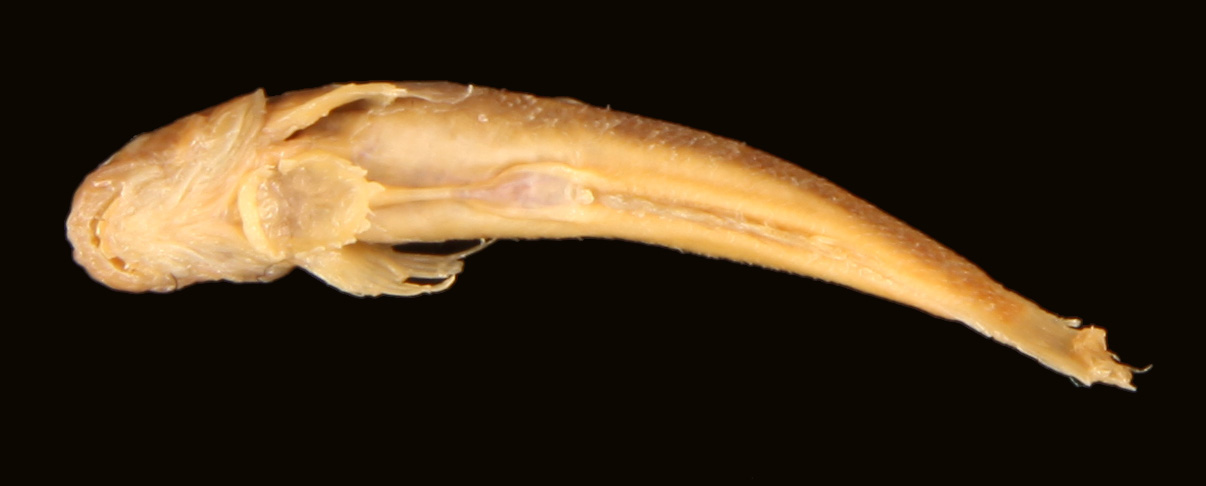 ภาพ ปลาบู่ montanum (Sicydium montanum)