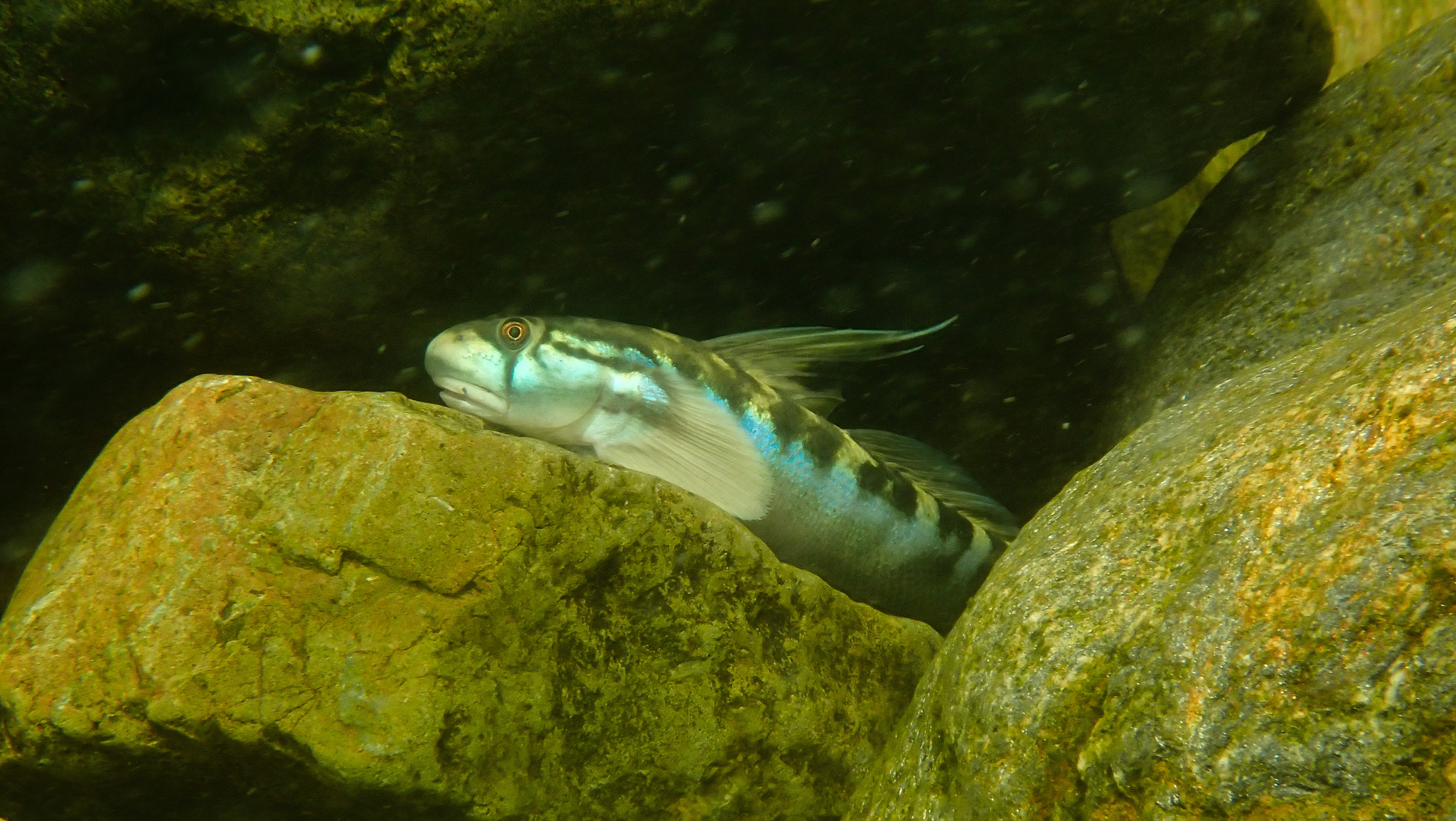 ภาพ ปลาบู่บู่ (Sicyopterus cynocephalus)