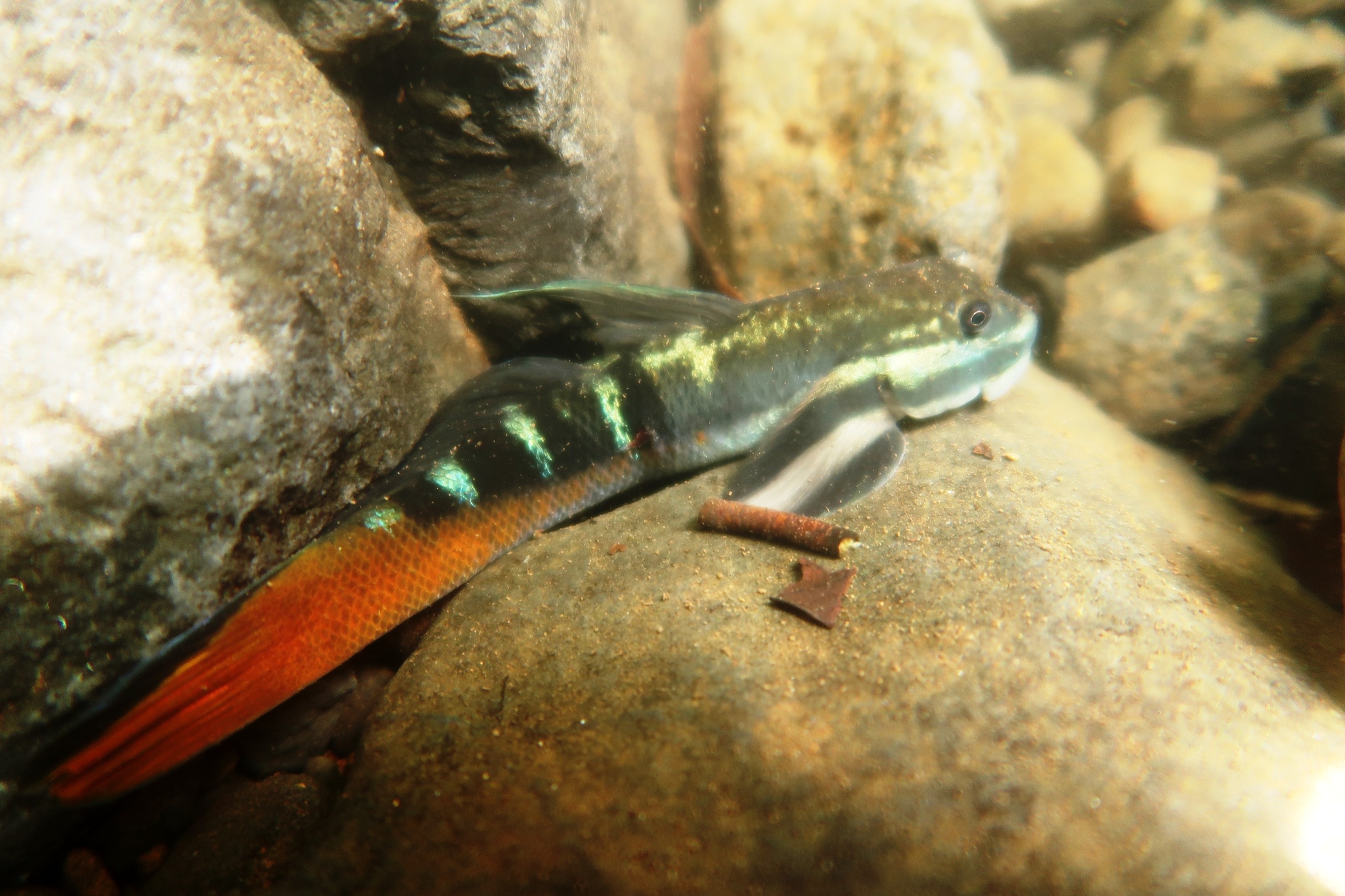 ภาพ ปลาบู่บู่ (Sicyopterus eudentatus)