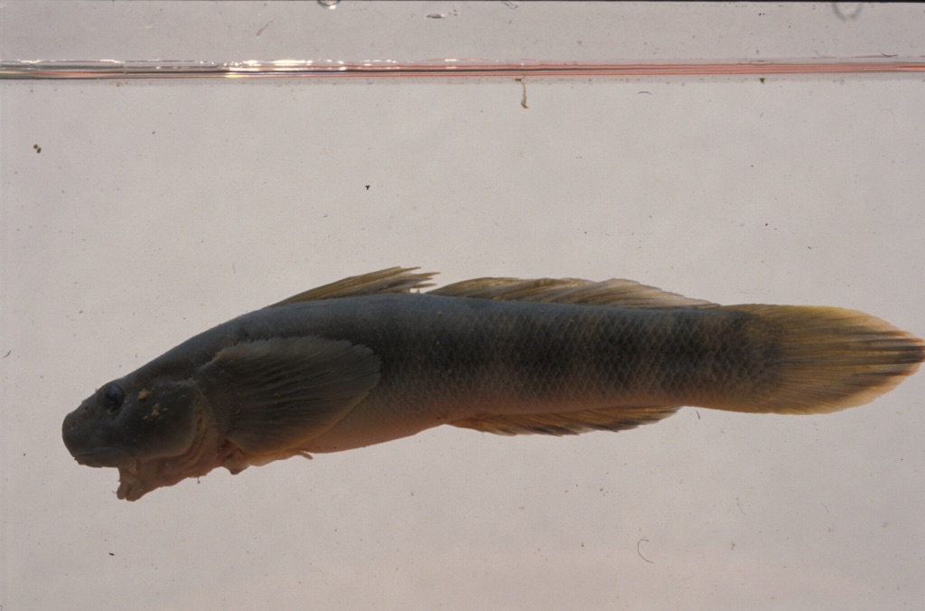 ภาพ ปลาบู่ fasciatus (Sicyopterus fasciatus)