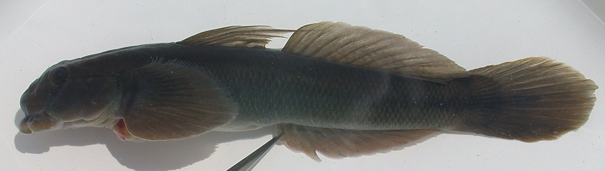 ภาพ ปลาบู่ franouxi (Sicyopterus franouxi)