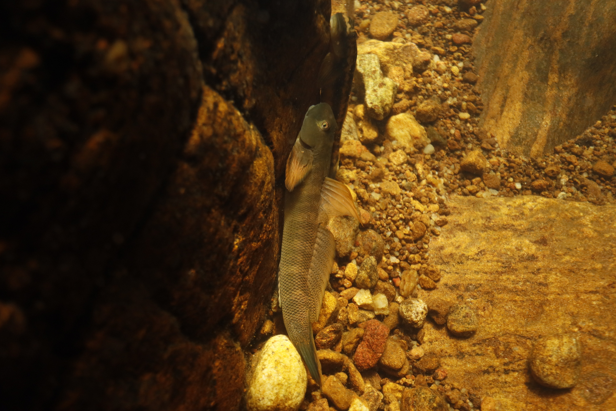 ภาพ ปลาบู่ตัวตลกบู่ (Sicyopterus griseus)