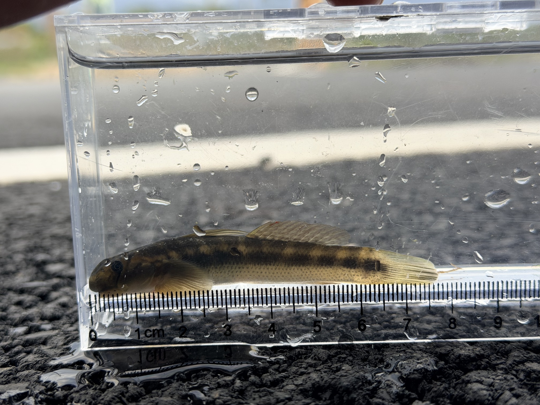 ภาพ ปลาบู่ japonicus (Sicyopterus japonicus)
