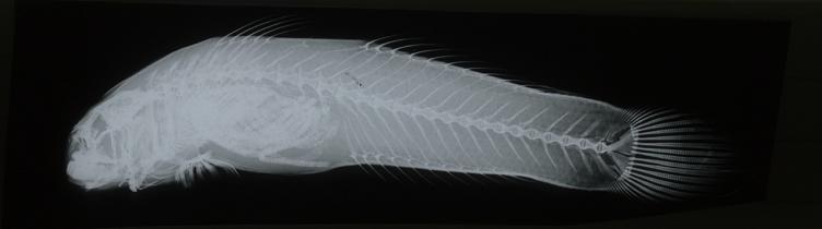 ภาพ ปลาบู่ lacrymosus (Sicyopterus lacrymosus)