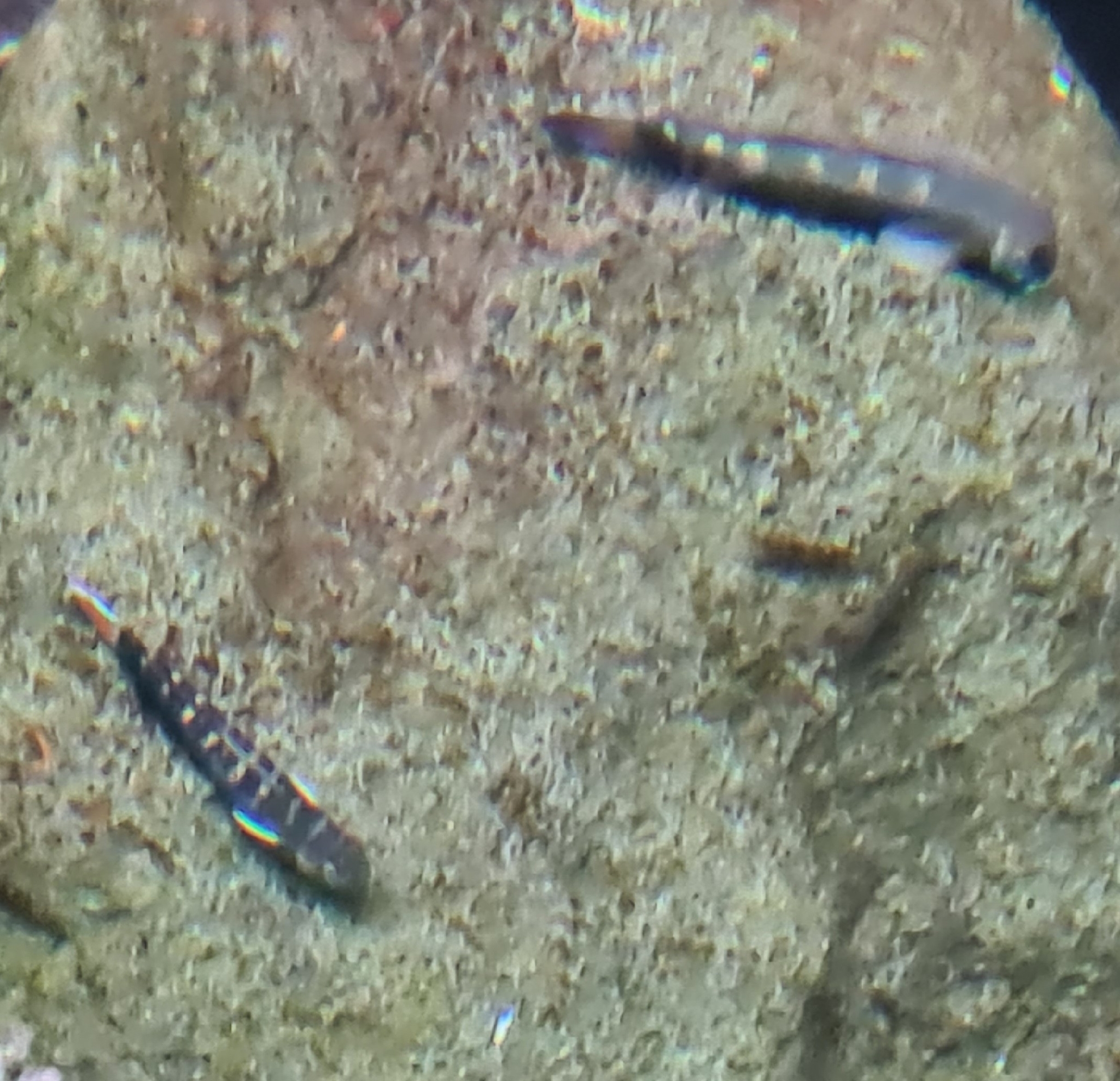 ภาพ ปลาบู่ lagocephalus (Sicyopterus lagocephalus)