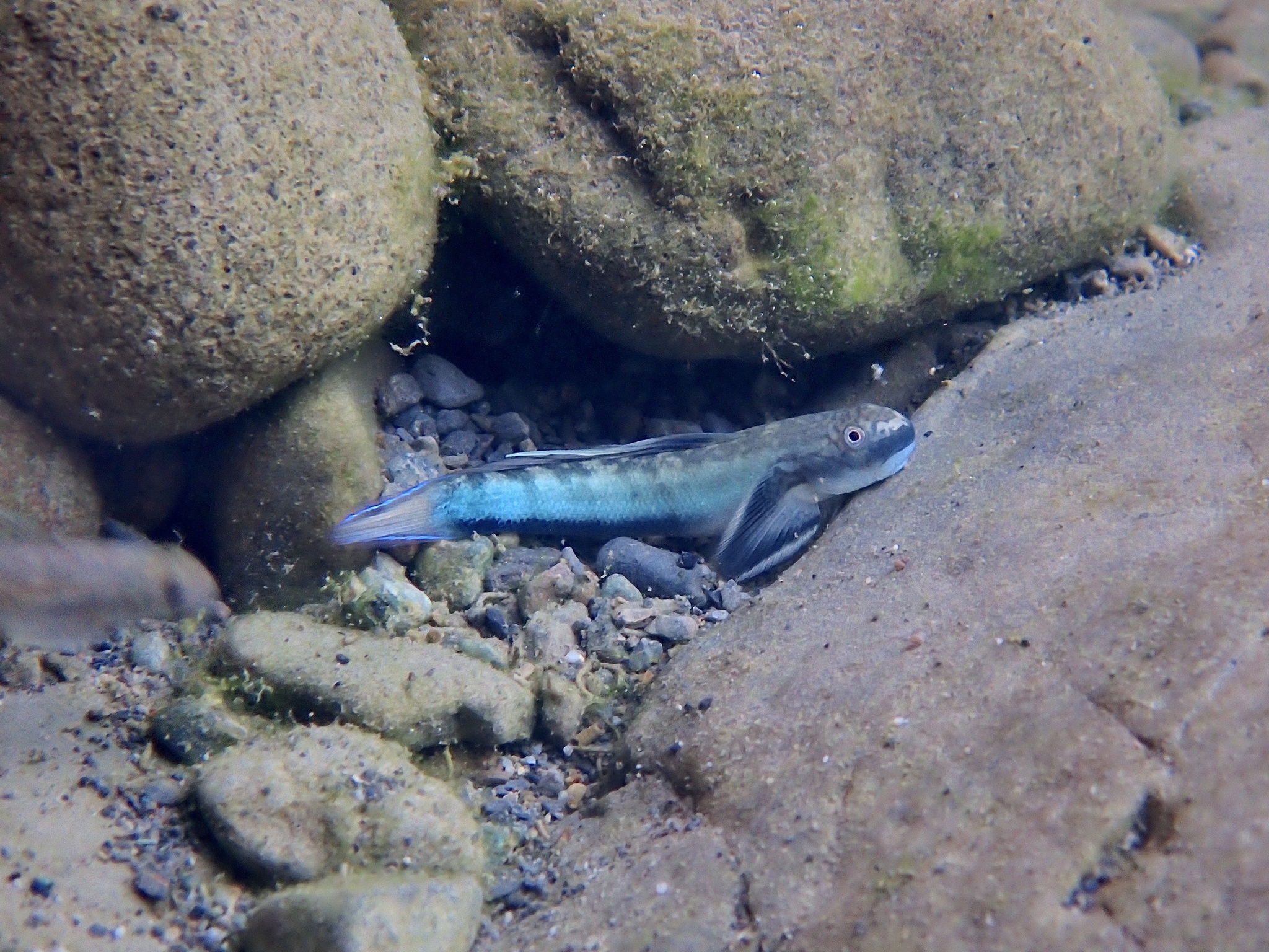 ภาพ ปลาบู่ครีบเส้นด้ายบู่ (Sicyopterus longifilis)
