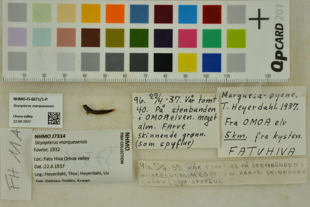ภาพ ปลาบู่ marquesensis (Sicyopterus marquesensis)