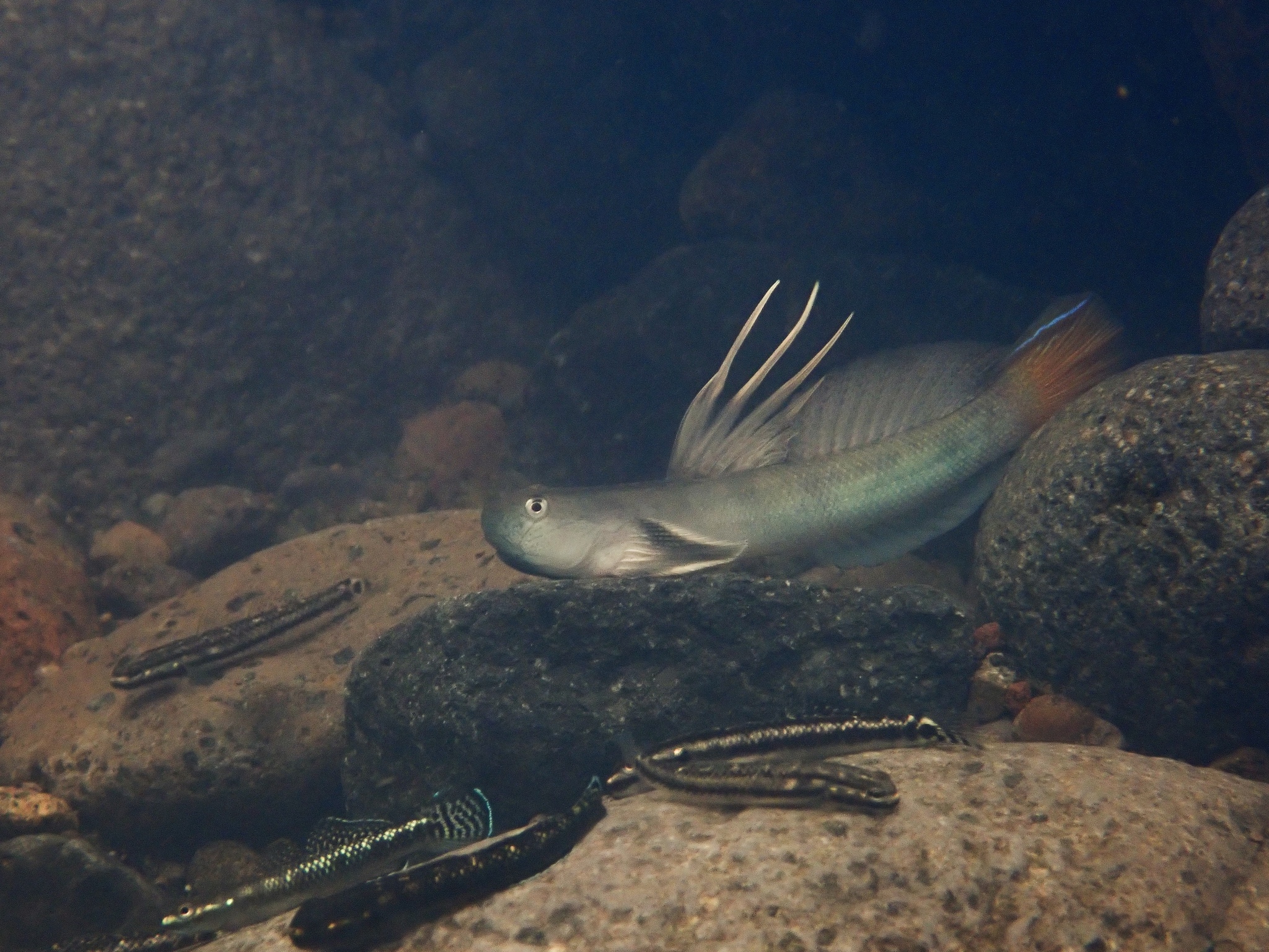 ภาพ ปลาบู่ microcephalus (Sicyopterus microcephalus)