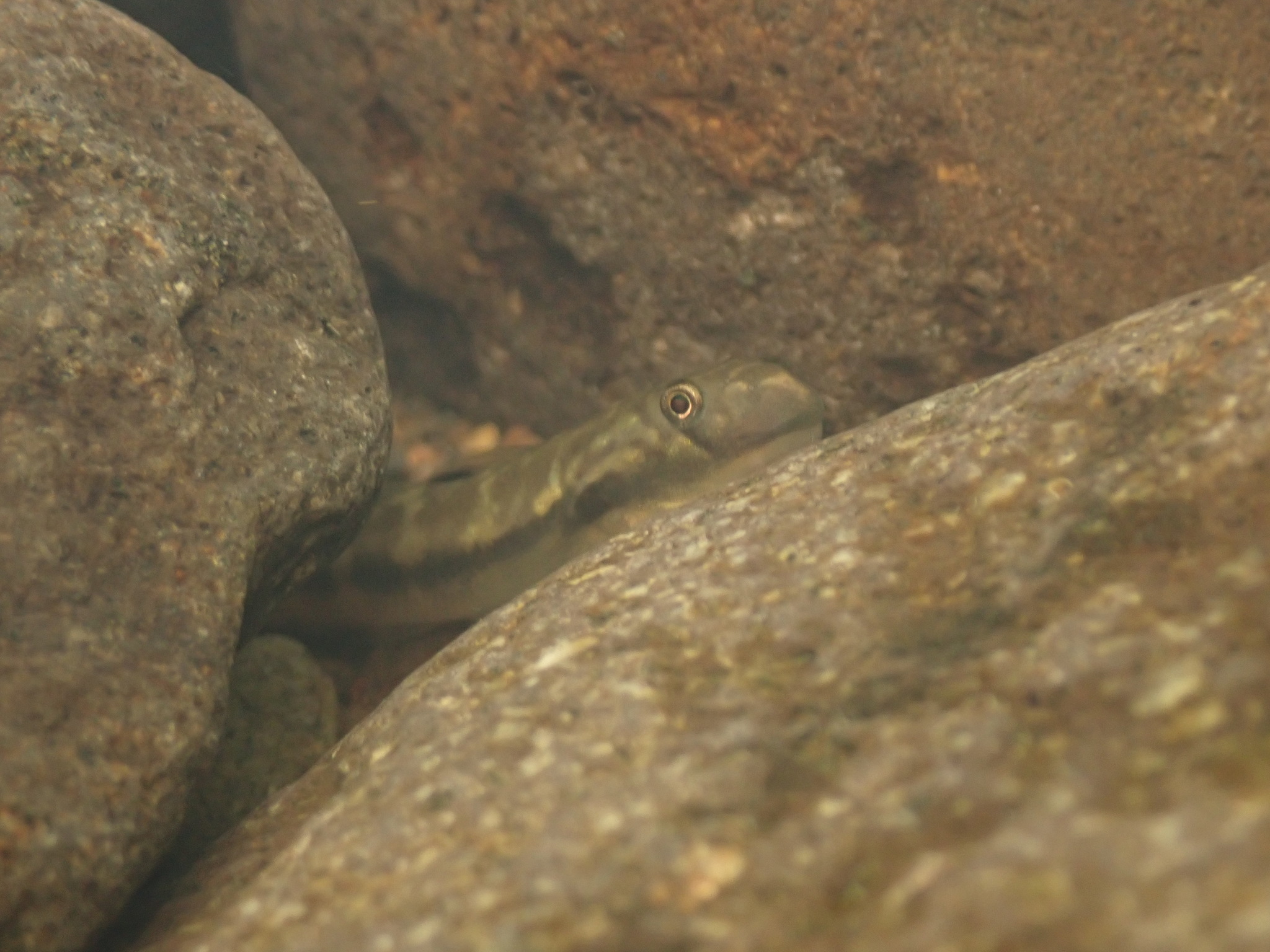 ภาพ ปลาบู่ลายตาบู่ (Sicyopterus ocellaris)