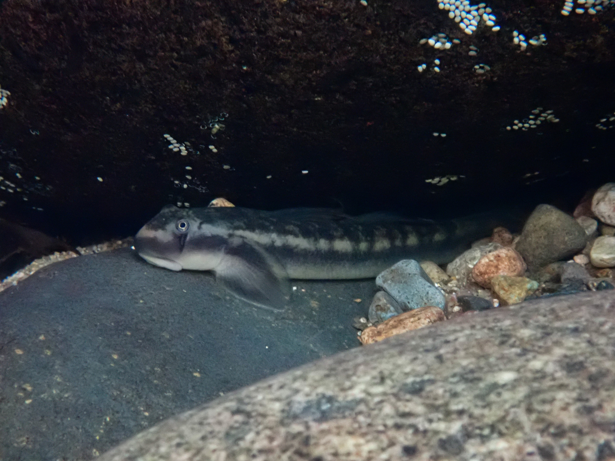 ภาพ ปลาบู่ parvei (Sicyopterus parvei)