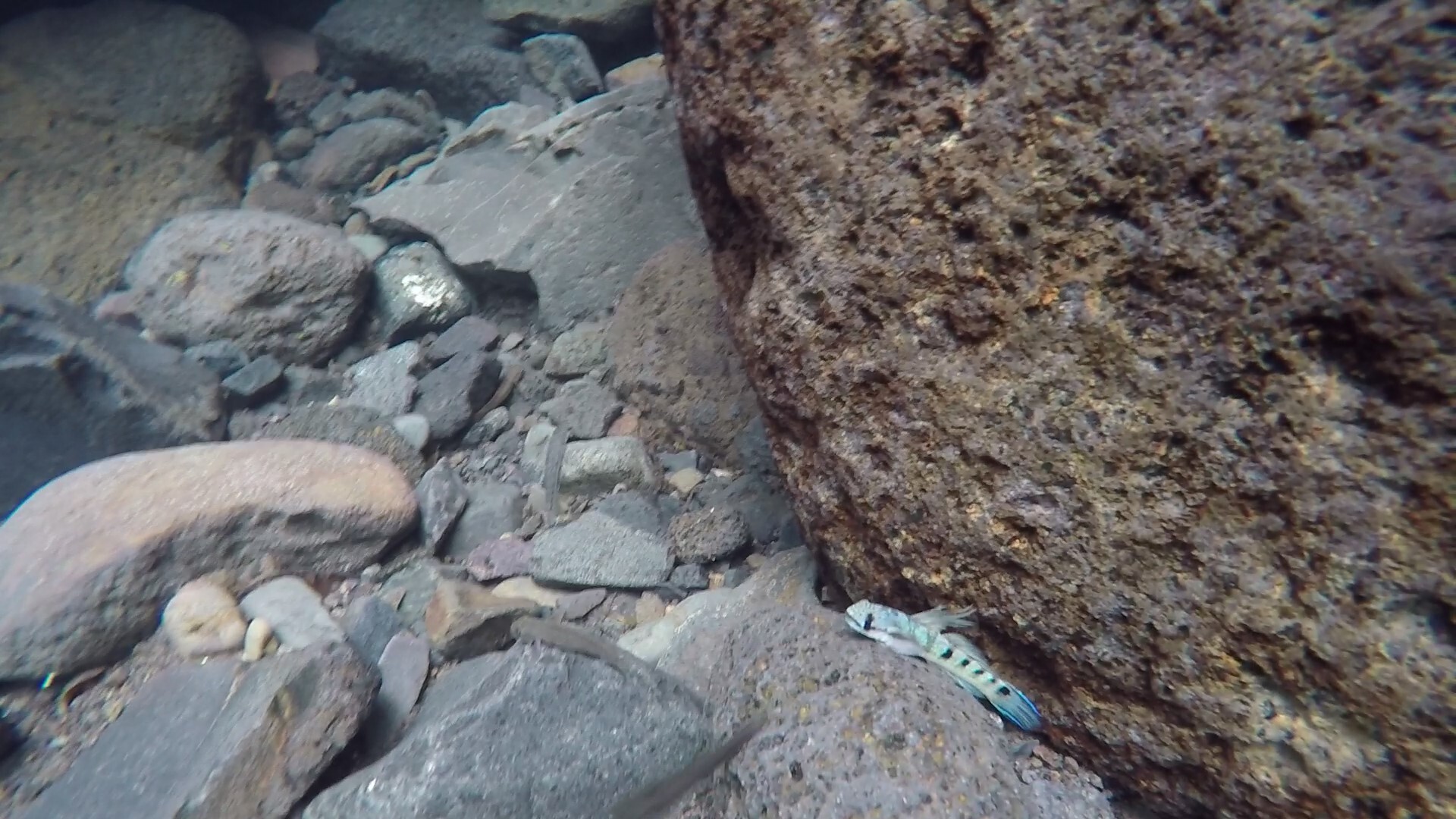 ภาพ ปลาบู่บู่ (Sicyopterus pugnans)
