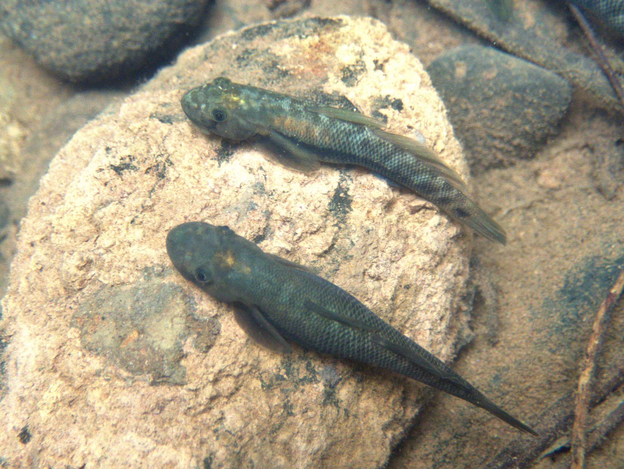 ภาพ ปลาบู่ rapa (Sicyopterus rapa)