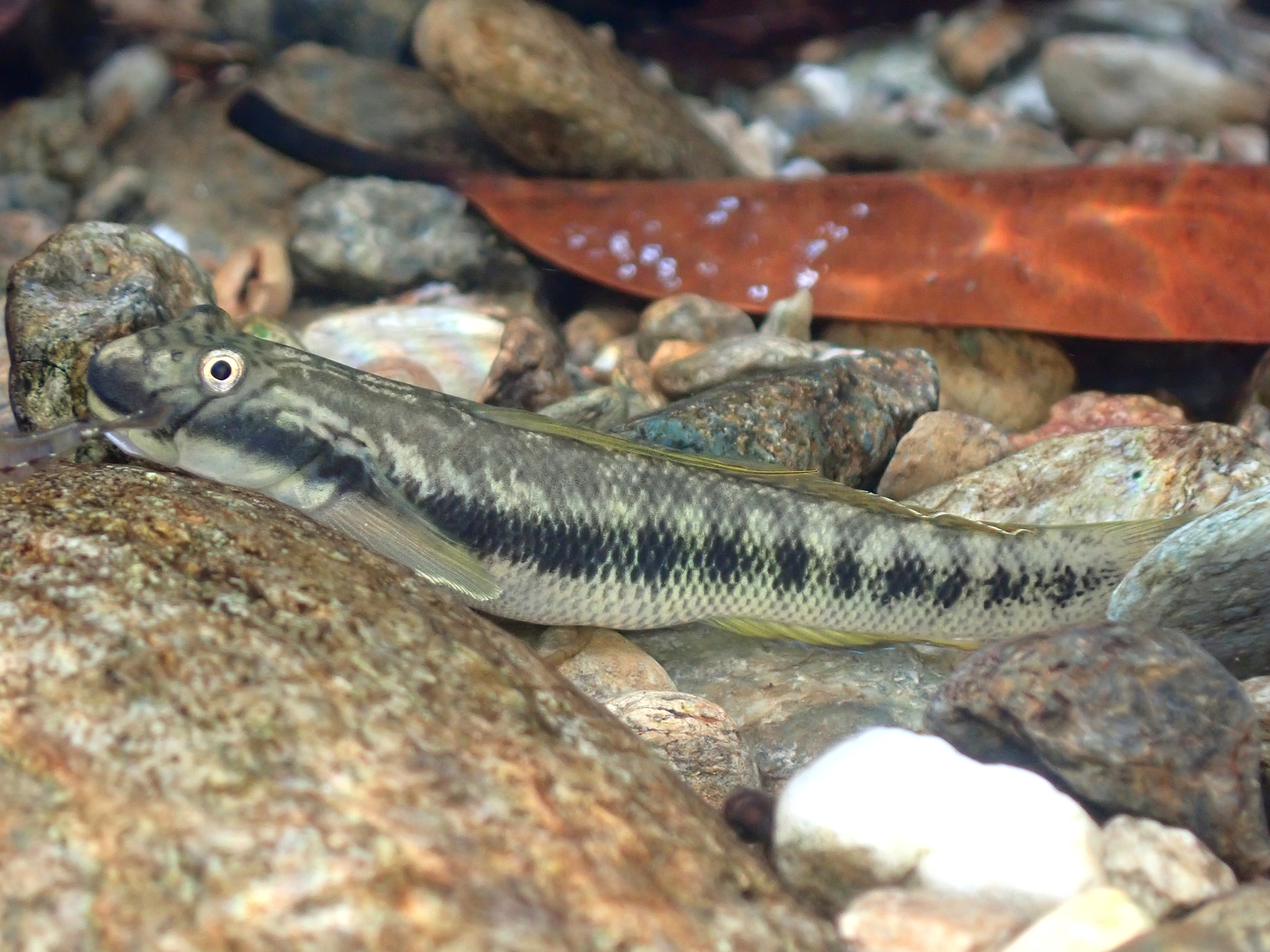 ภาพ ปลาบู่ sarasini (Sicyopterus sarasini)