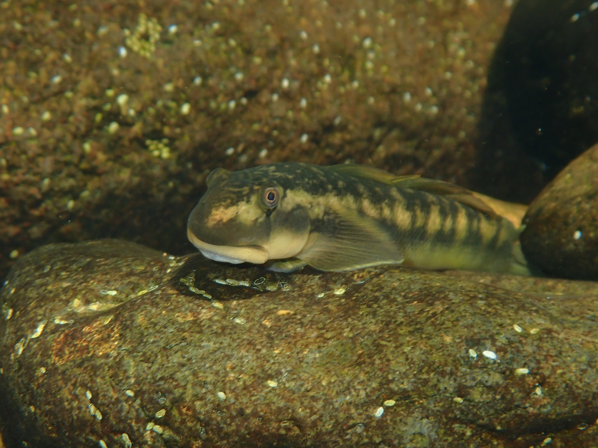 ภาพ ปลาบู่ squamosissimus (Sicyopterus squamosissimus)