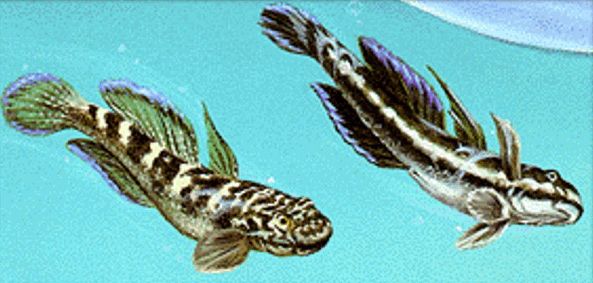 ภาพ ปลาบู่ฮาวายบู่ (Sicyopterus stimpsoni)