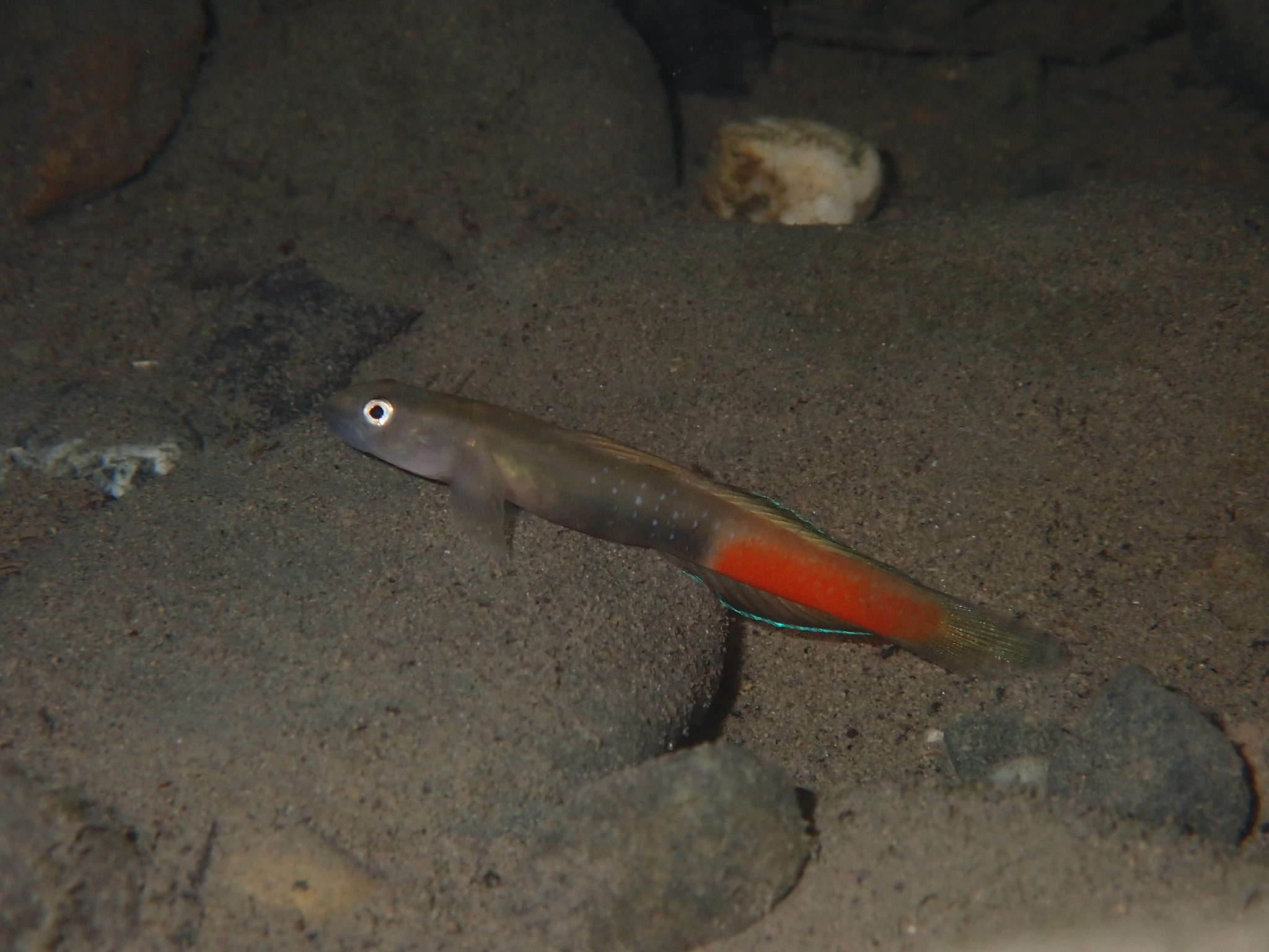 ภาพ ปลาบู่ auxilimentus (Sicyopus auxilimentus)