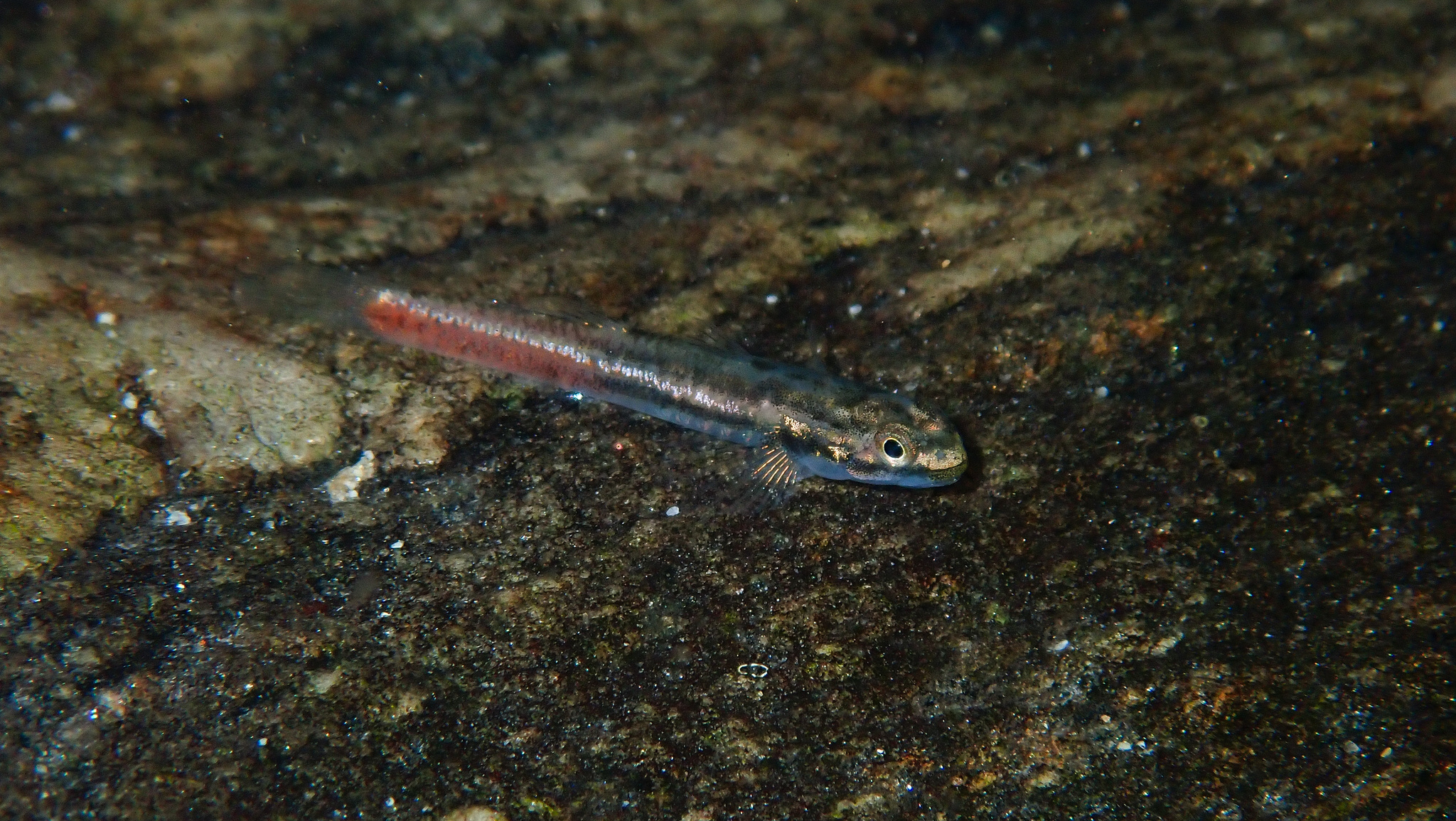 ภาพ ปลาบู่ discordipinnis (Sicyopus discordipinnis)