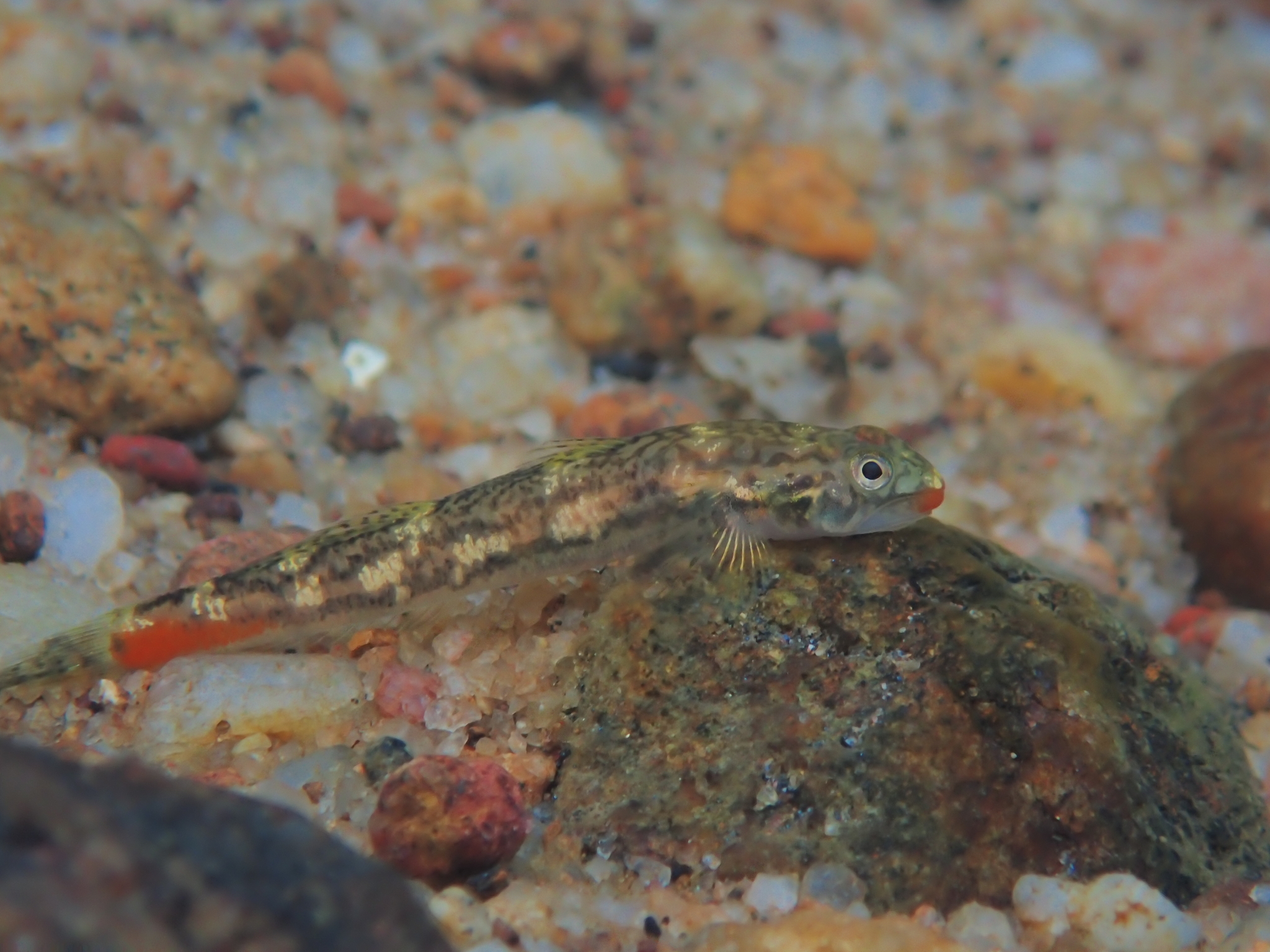 ภาพ ปลาบู่ jonklaasi (Sicyopus jonklaasi)