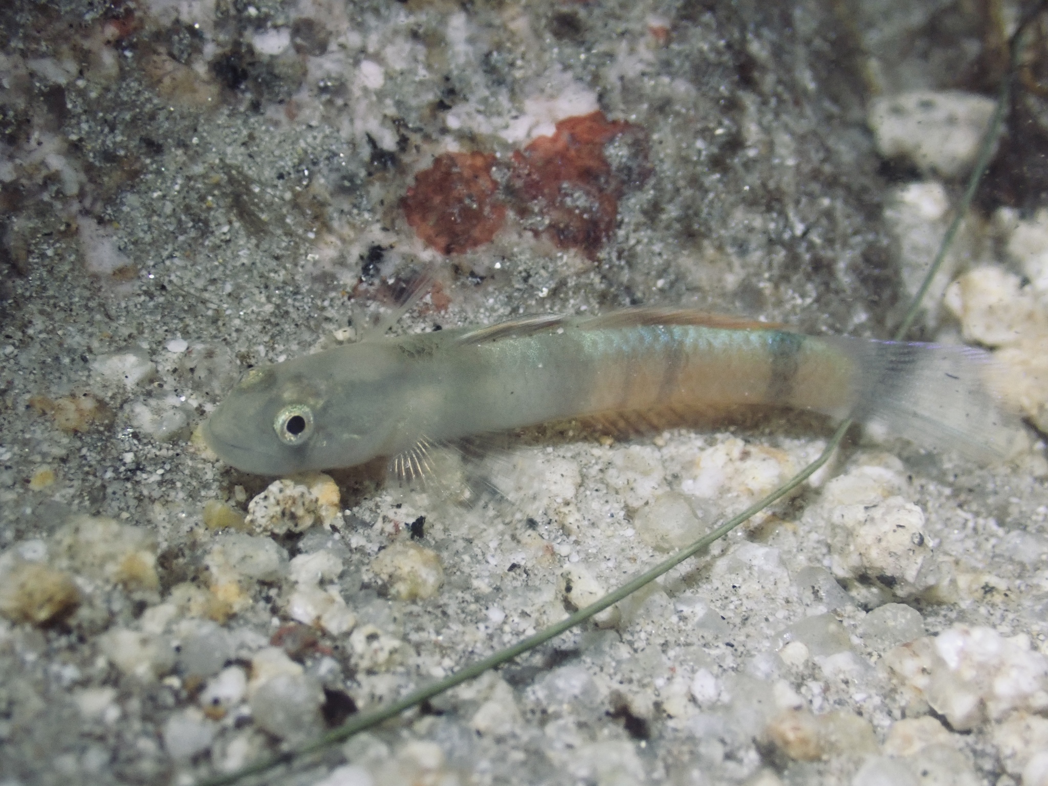 ภาพ ปลาบู่ลวดลายวิจิตร (Sicyopus zosterophorus)