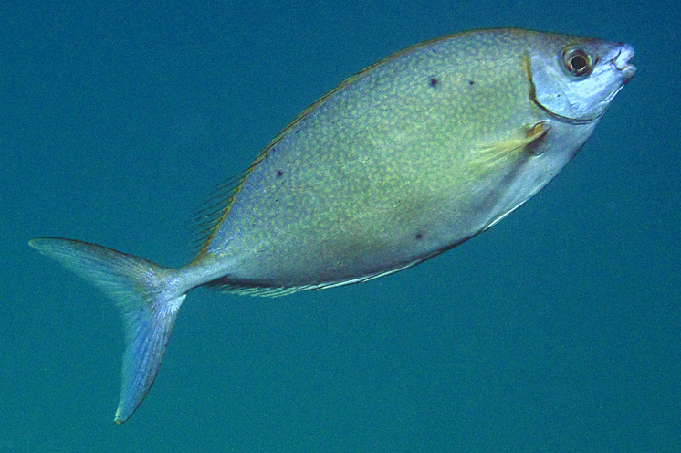 ภาพ ปลาใบขนุนสีเงิน (Siganus argenteus)