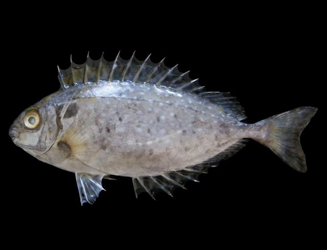 ภาพ ปลาสลิดทะเลจุดขาว (Siganus canaliculatus)